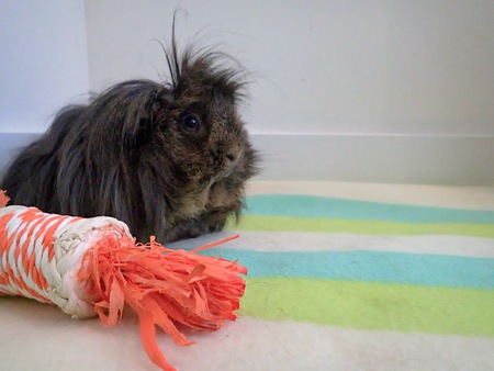 Entry image for Romeo. Clicking this image will show a larger photo