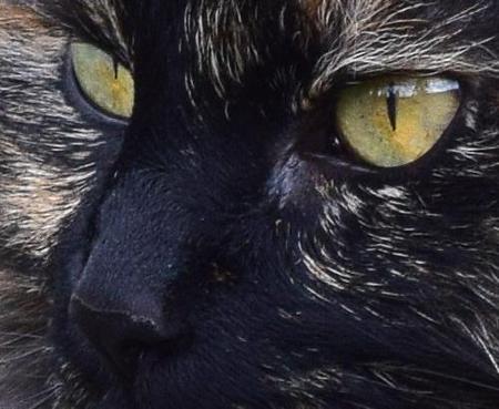 Entry image for Fern. Clicking this image will show a larger photo