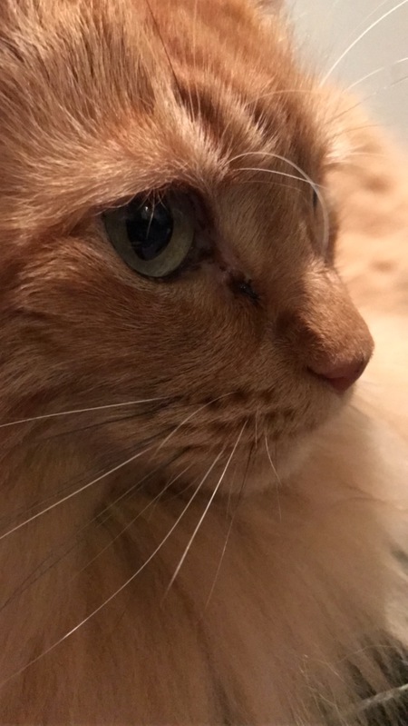 Entry image for Ginger Cat Ari. Clicking this image will show a larger photo