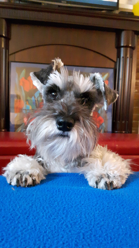 Entry image for Miss Abby. Clicking this image will show a larger photo