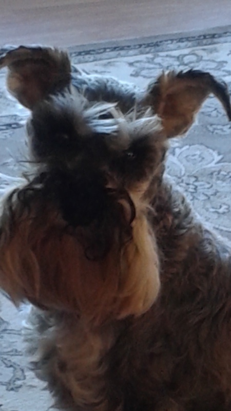 Entry image for Miss Sassafras. Clicking this image will show a larger photo