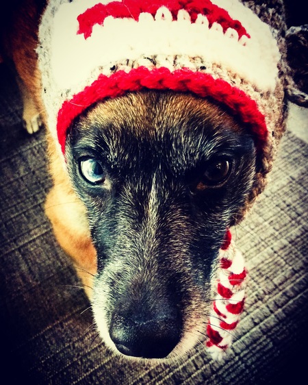 Entry image for Bebe. Clicking this image will show a larger photo