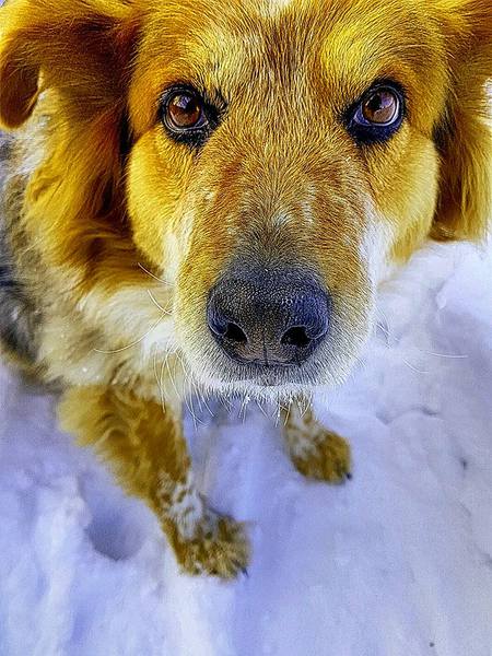 Entry image for Dutchess. Clicking this image will show a larger photo