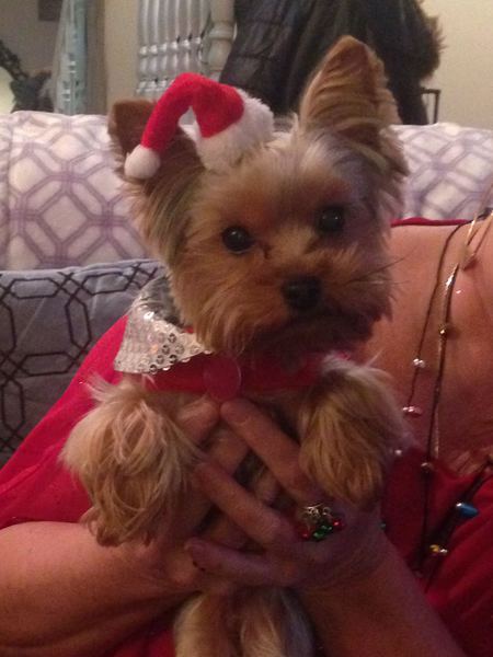 Entry image for Harley Rose. Clicking this image will show a larger photo