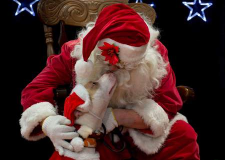 Entry image for Sylvester. Clicking this image will show a larger photo