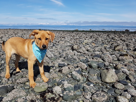 Entry image for Piper . Clicking this image will show a larger photo