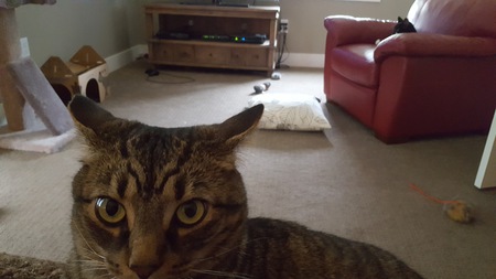 Entry image for Lenny. Clicking this image will show a larger photo