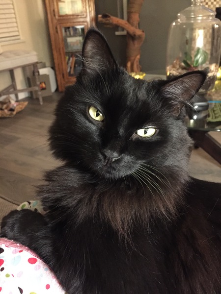 Entry image for Simon. Clicking this image will show a larger photo