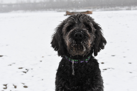 Entry image for Dakota. Clicking this image will show a larger photo