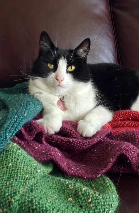 Entry image for Lacey Mae. Clicking this image will show a larger photo