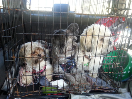 Entry image for Ruby, Buster and Gizmo. Clicking this image will show a larger photo