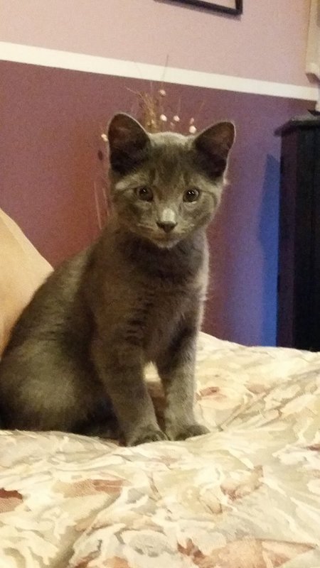 Entry image for Hobbes. Clicking this image will show a larger photo