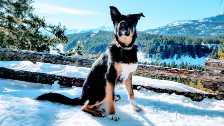 Entry image for Seymour. Clicking this image will show a larger photo