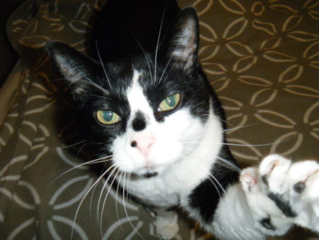 Entry image for Vinnie Marducci. Clicking this image will show a larger photo