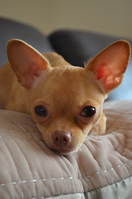 Entry image for Mimi. Clicking this image will show a larger photo