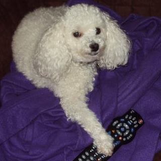 Entry image for Pooh Bear. Clicking this image will show a larger photo