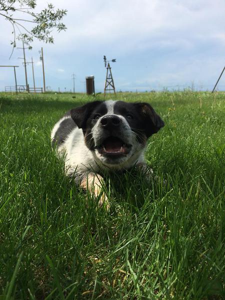 Entry image for Bently. Clicking this image will show a larger photo