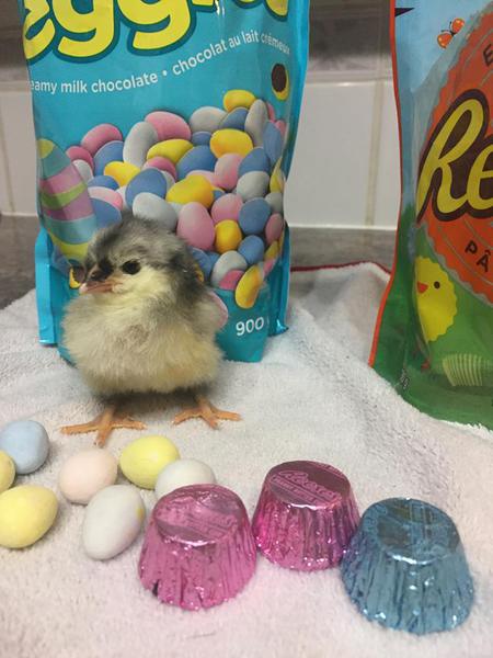 Entry image for Lil Jimmy . Clicking this image will show a larger photo