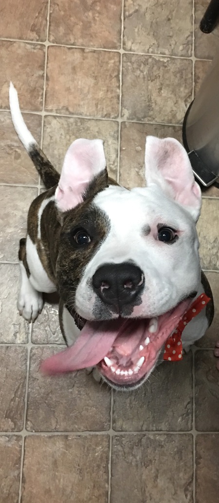 Entry image for Gator. Clicking this image will show a larger photo