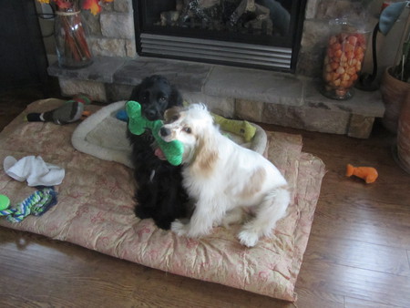 Entry image for jojo  and ginger. Clicking this image will show a larger photo