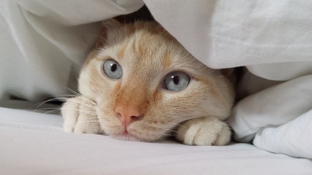 Entry image for Fish. Clicking this image will show a larger photo