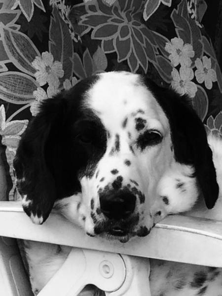 Entry image for Maggie. Clicking this image will show a larger photo