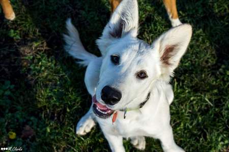 Entry image for Goose. Clicking this image will show a larger photo