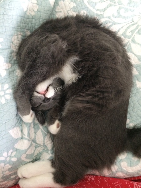 Entry image for Joey. Clicking this image will show a larger photo