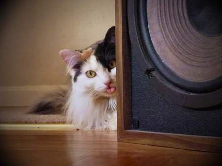 Entry image for Moe. Clicking this image will show a larger photo