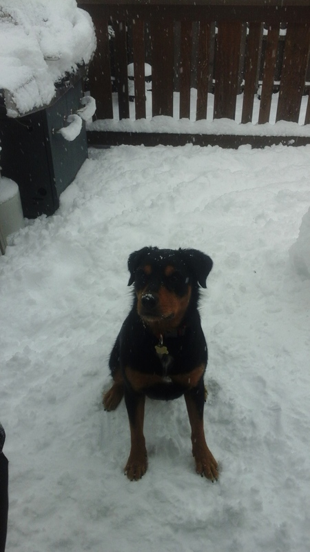 Entry image for Tika. Clicking this image will show a larger photo