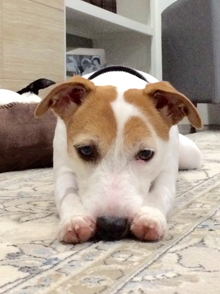 Entry image for Tizzy. Clicking this image will show a larger photo