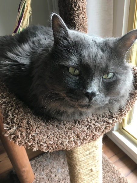 Entry image for Willis. Clicking this image will show a larger photo