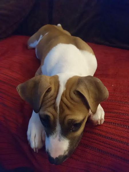 Entry image for Penny . Clicking this image will show a larger photo