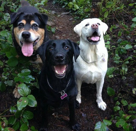 Entry image for Thunder/Vegas/Charlie. Clicking this image will show a larger photo