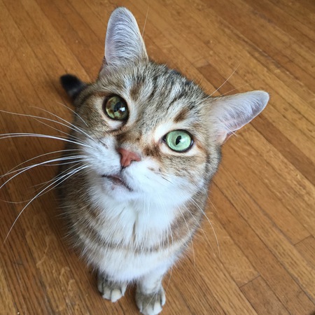 Entry image for Tigger . Clicking this image will show a larger photo