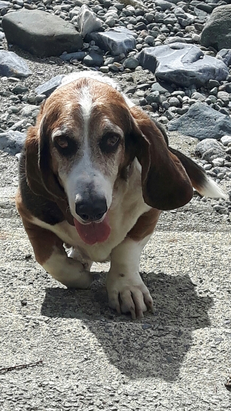 Entry image for Hank. Clicking this image will show a larger photo