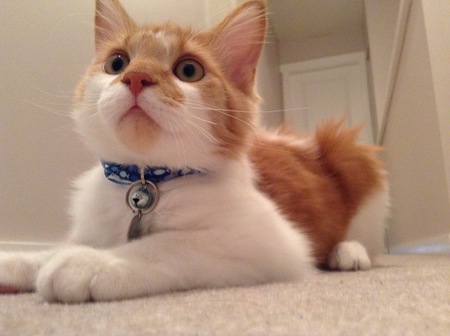 Entry image for Oliver. Clicking this image will show a larger photo