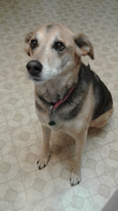 Entry image for Trixie. Clicking this image will show a larger photo