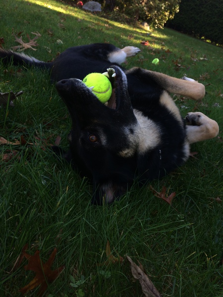 Entry image for Maija. Clicking this image will show a larger photo