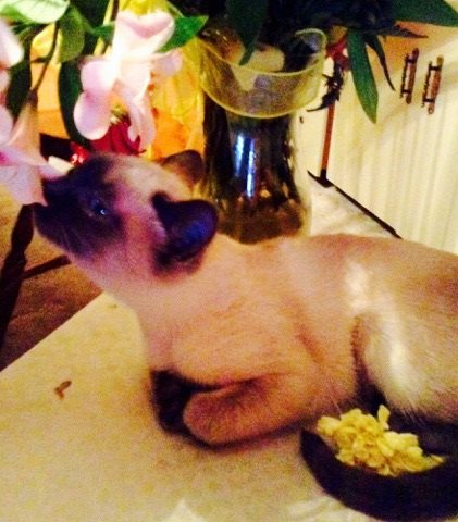 Entry image for Minou. Clicking this image will show a larger photo