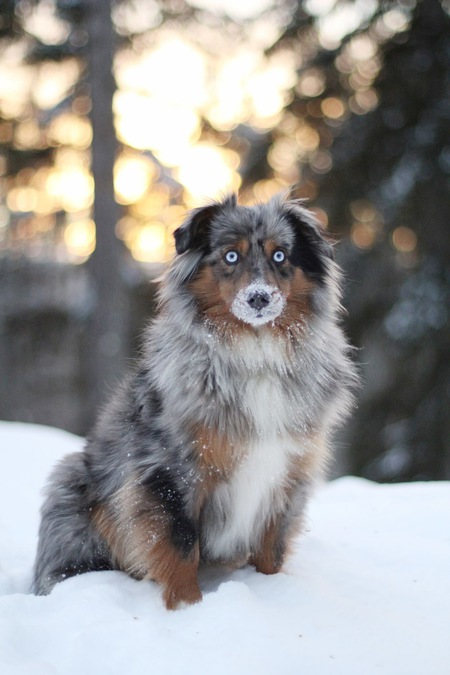 Entry image for Lyric. Clicking this image will show a larger photo