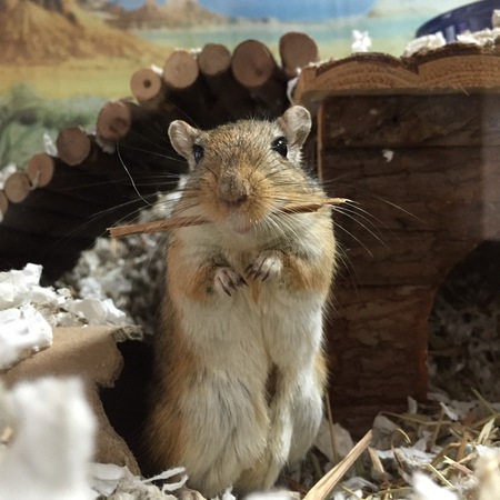 Entry image for William. Clicking this image will show a larger photo