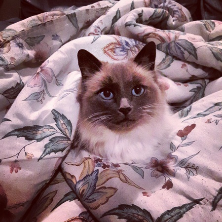 Entry image for Makara . Clicking this image will show a larger photo