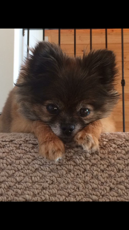 Entry image for Daisy. Clicking this image will show a larger photo