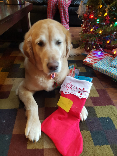 Entry image for Mylo. Clicking this image will show a larger photo