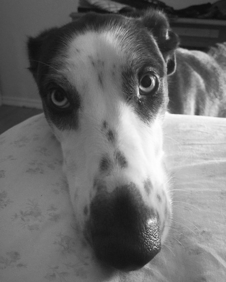 Entry image for Rocky. Clicking this image will show a larger photo