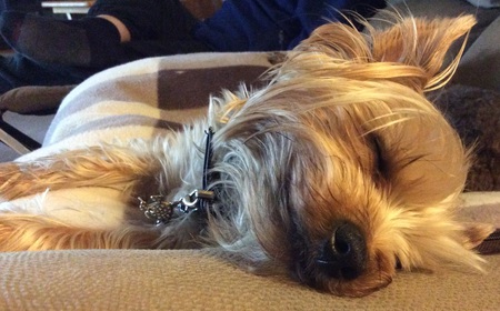 Entry image for Anderson Pooper. Clicking this image will show a larger photo