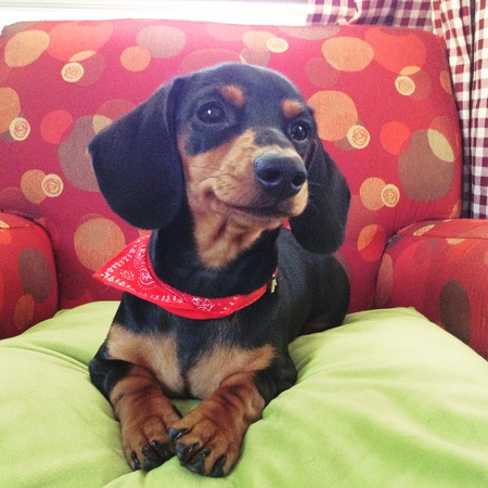 Entry image for Sopfia. Clicking this image will show a larger photo