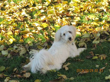 Entry image for Mocha. Clicking this image will show a larger photo