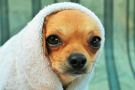 Entry image for Chunk. Clicking this image will show a larger photo